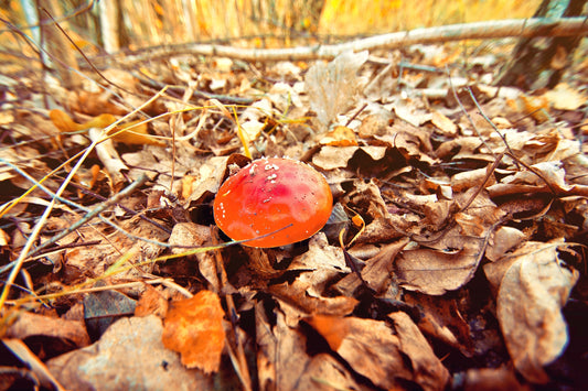 Mushroom Extract Complex Gummies: The Tasty Way to Boost Focus, Energy, and Immunity